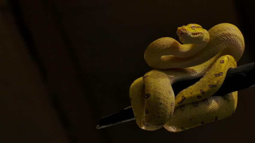 green python strikes at prey 120fps slomo coiled in tree