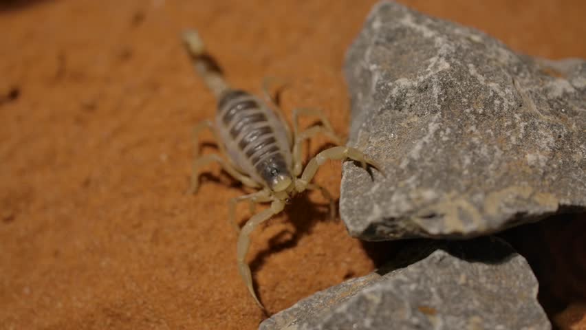 hairy desert scorpion walks in and out of focus on sunny sand