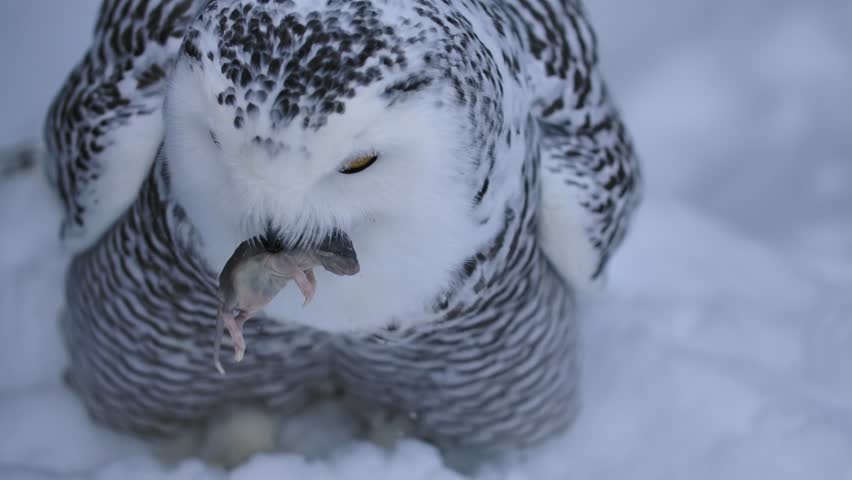 snowy owl eating mouse goes out of focus as it turns away