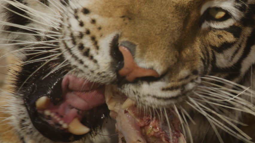 Close up of a tiger chewing his food