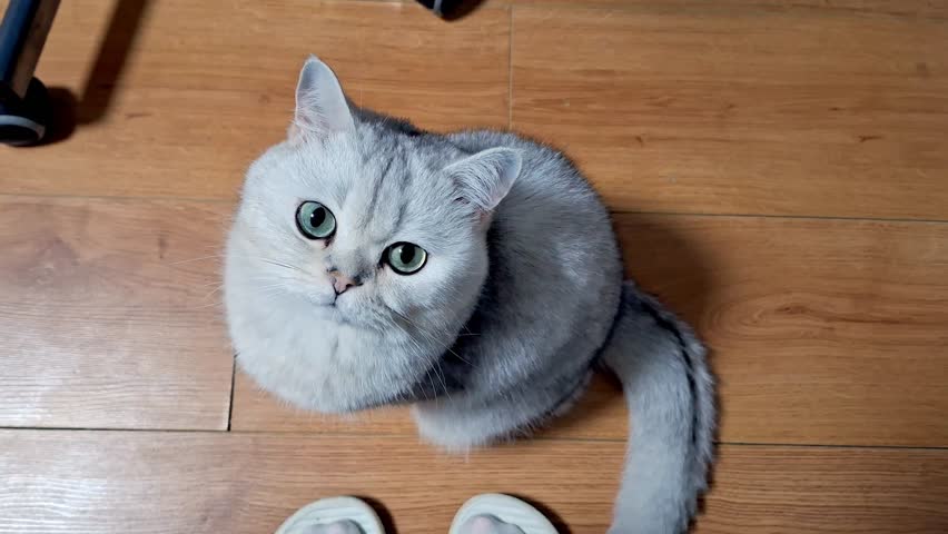 Curious gray cat gazing upward on wooden floor with minimal background movement