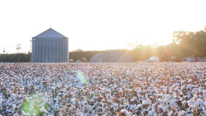 Cotton field in Bryan Texas.