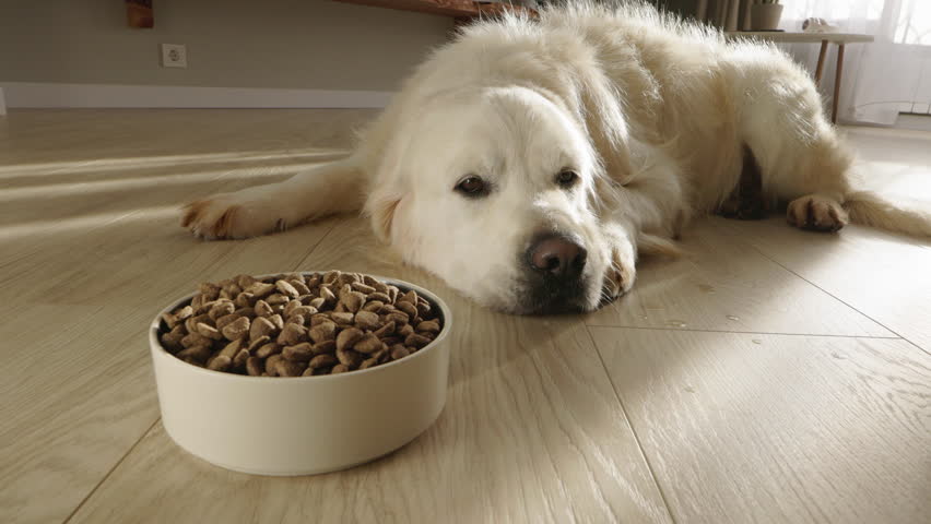 Scruffy Golden Retriever Dog Lays on the Floor in its House. Sad Sick Dog Lies and Sad on the Floor, a Bowl of Food Next to It . Shaggy Dog Fell Ill. Concept Dog Veterinarian Pet Disease
