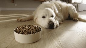 Scruffy Golden Retriever Dog Lays on the Floor in its House. Sad Sick Dog Lies and Sad on the Floor, a Bowl of Food Next to It . Shaggy Dog Fell Ill. Concept Dog Veterinarian Pet Disease - Powered by Shutterstock - Get 15% off with code: PIKWIZARD15