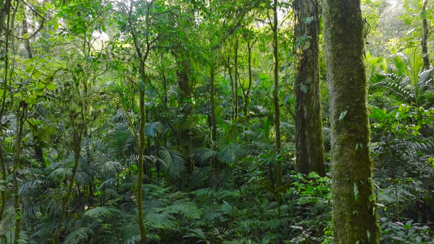 Flying through between trees in a dense forest