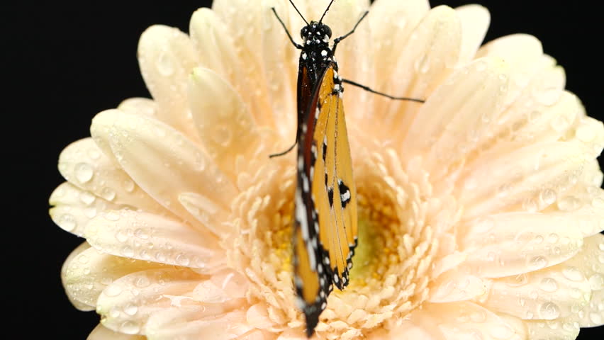 Close-up beautiful tiger monarch butterfly opening wings on pink daisy flower. 4k footage