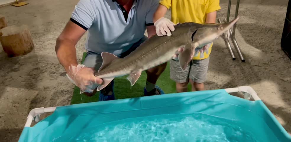 Hands of male farmer holding large sturgeon raised on sturgeon farm and showing fish to visitors as industrial tourism concept
