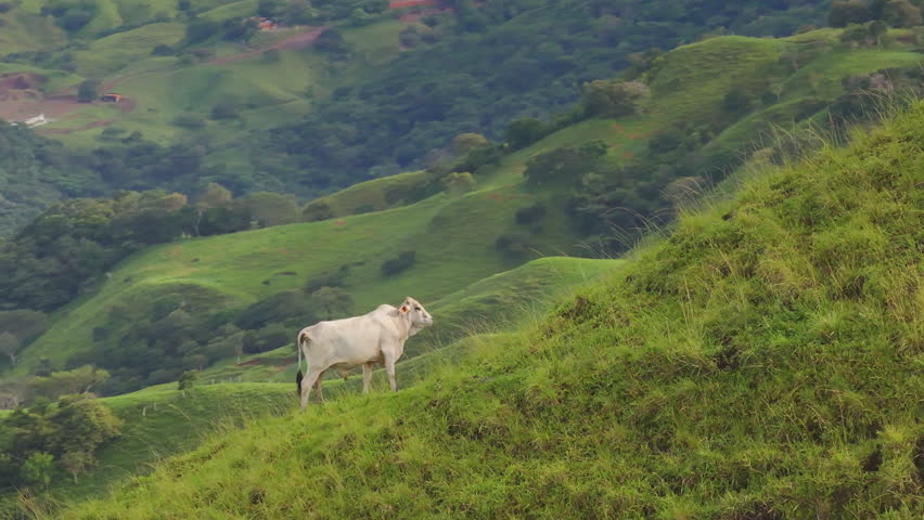 Stunning aerial views of cows grazing in the picturesque grasslands of Costa Rica at dawn, showcasing the vibrant landscape and tranquil atmosphere that envelops the serene region