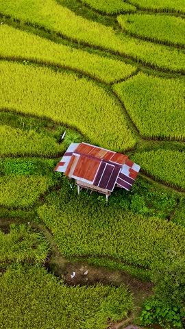 Vibrant rice fields stretch across the landscape of Chiang Mai as farmers work diligently amidst golden stalks. Delight in the scenic beauty of rural Thailand with traditional patterns in nature.