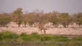 Giraffe drinking water at a waterhole in the Etosha National Park in Namibia in Africa. - Powered by Shutterstock - Get 15% off with code: PIKWIZARD15
