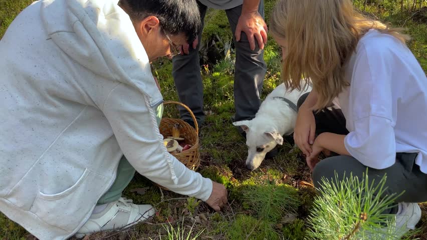 Parents teaching their daughter how to pick mushrooms