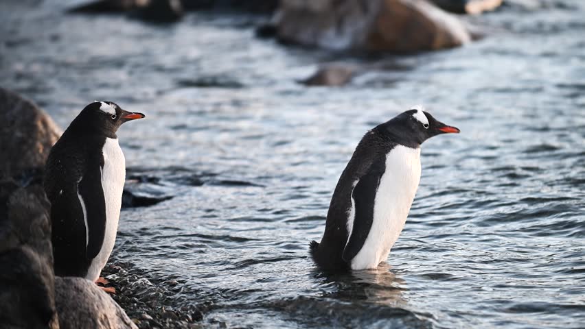 A gentoo penguin ventures across a rocky shoreline by the ocean