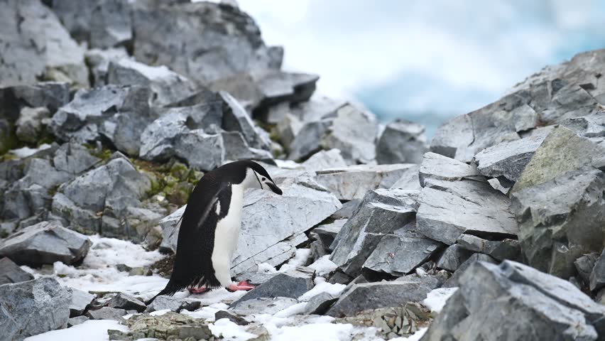 A gentoo penguin ventures across a rocky shoreline by the ocean