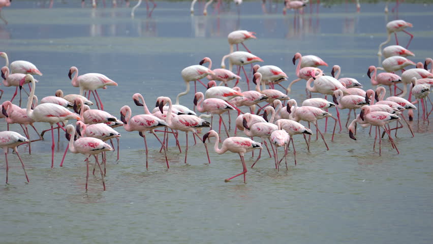 Flock of Pink Flamingos walking across Shallow Lake - Masai Mara Kenya Africa