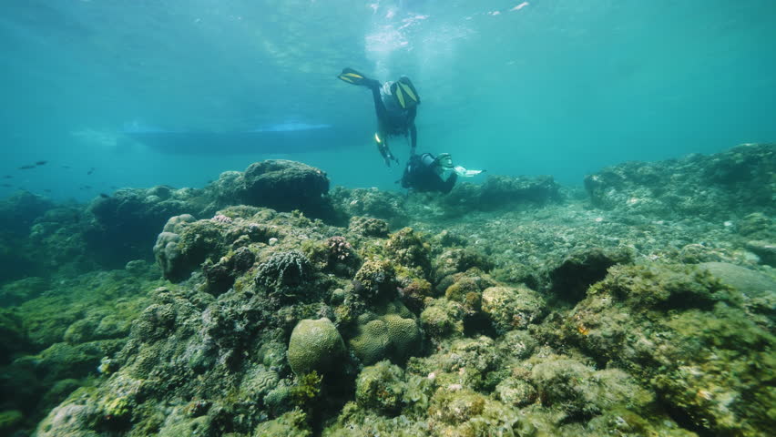 Divers with professional equipment explore coral reef in shallow water. Tourists engage in diving session at Philippines resort