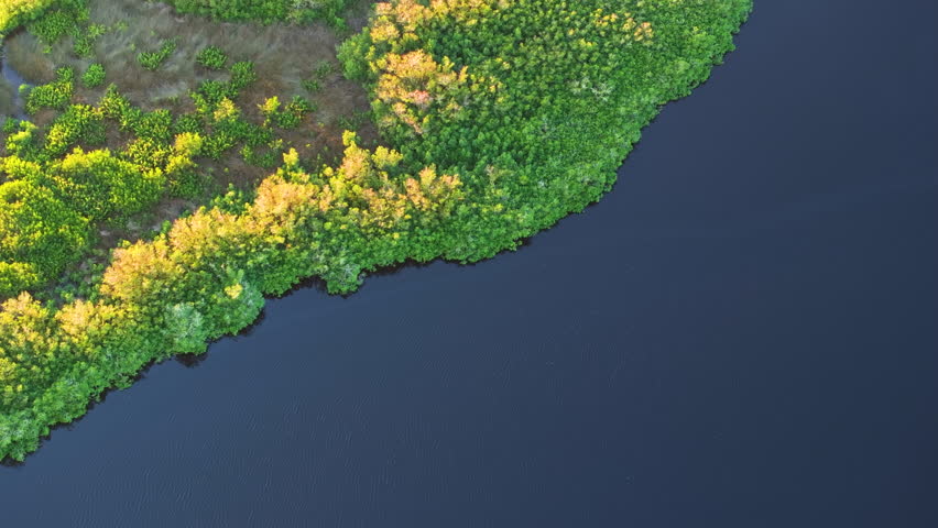 Wildlife in natural habitat. Southern Florida wetlands with many egret wild birds flying above green shrubs between Myakka river waters