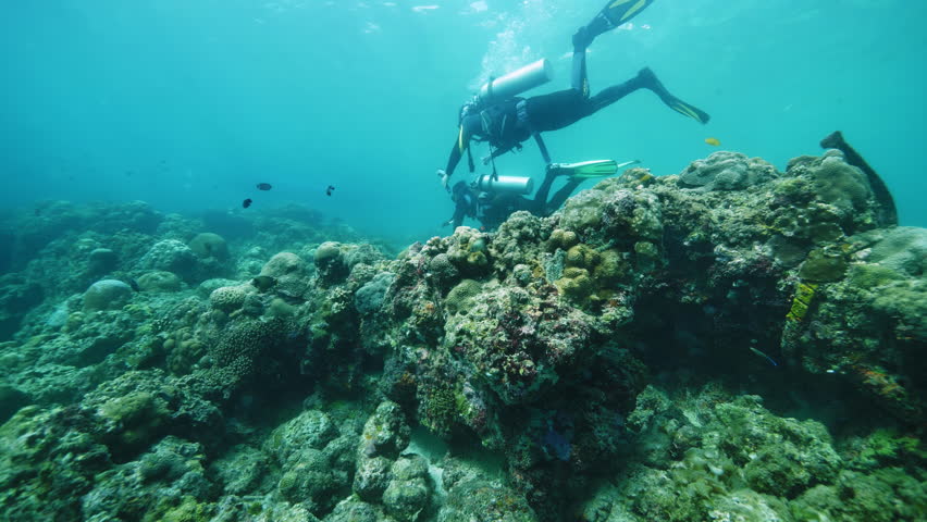 Team of divers explores coral reef in clear ocean water. Enjoyable diving session with marine beauty for curious tourist in Philippines