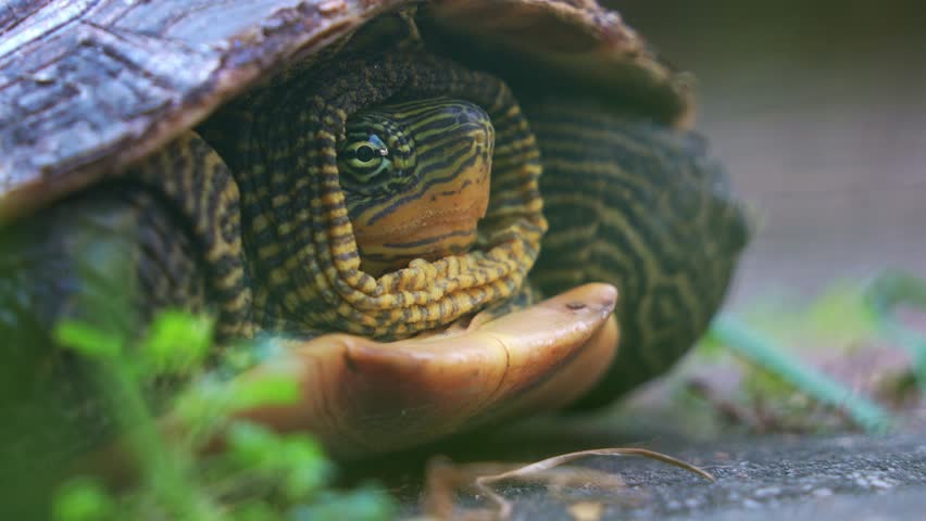 Close up shot of a Chinese stripe-necked turtle (Mauremys sinensis) rests on the ground, its head retracted into the safety of its carapace, an exotic endangered species.
