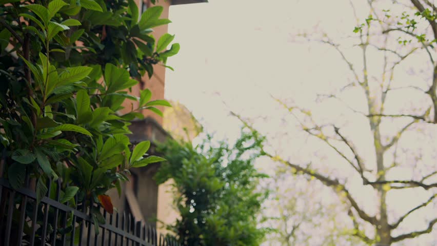 Charming Scenes Highlighting a Leafy Urban Fence Against a Beautiful Cityscape Backdrop
