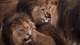 A closeup slow-motion footage of Four male lions roaring, and resting together in the zoo - Powered by Shutterstock - Get 15% off with code: PIKWIZARD15