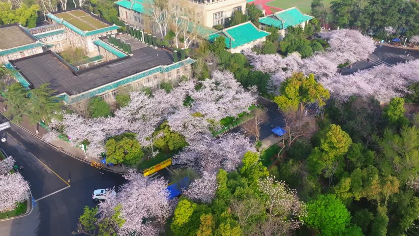 Cherry blossoms in full bloom at Wuhan University in spring