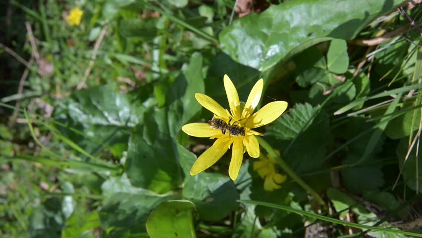 Nomad Bee (species uncertain) feeding on Lesser Celandine (Ficaria verna) flower before flying off. April, Kent, UK [Slow motion x10]
