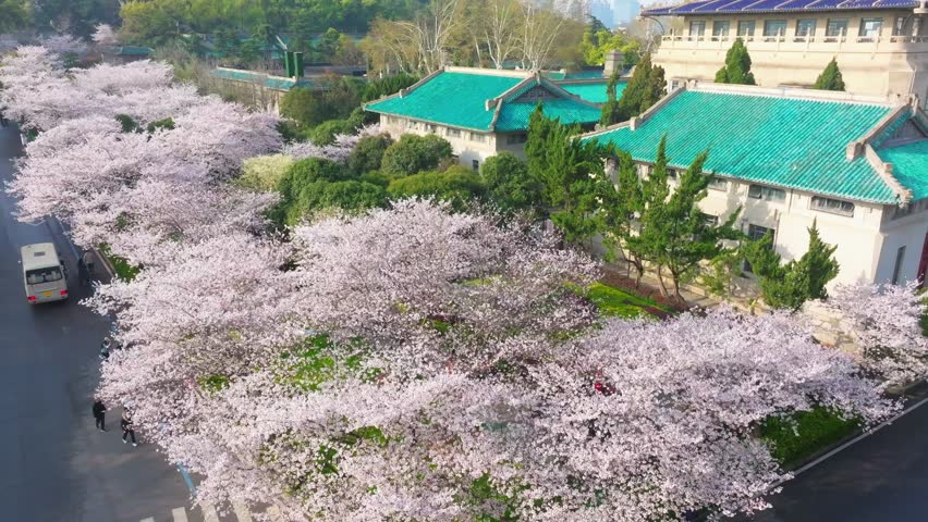 Cherry blossoms in full bloom at Wuhan University in spring