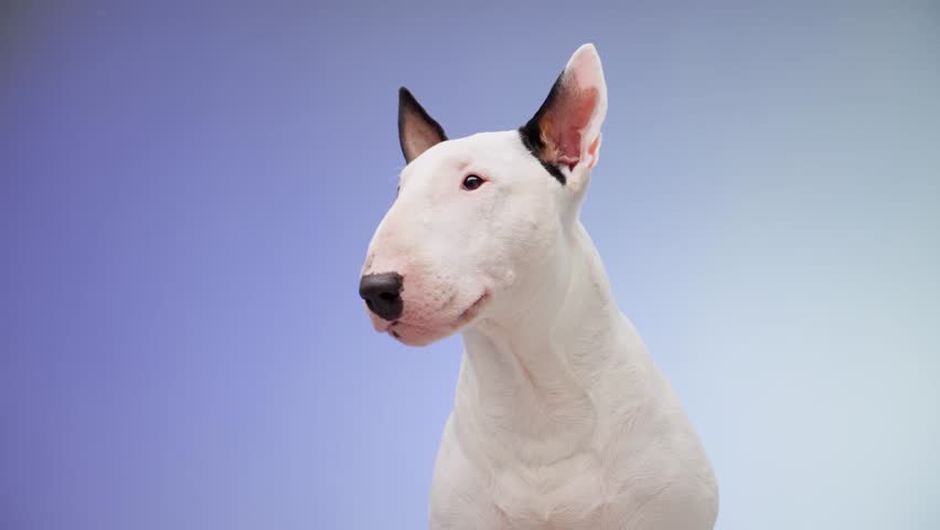 A Bull Terrier is captured in a side profile pose against a gradient blue background. The soft lighting and subtle color transition enhance the dog composed and stylish appearance.