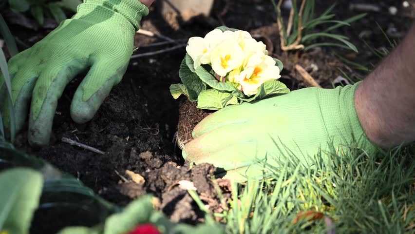 Gardener hands planting primrose plant into soil, outdoor garden, spring time