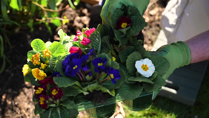 Gardener hands planting pink primrose plant into soil, outdoor garden, spring time