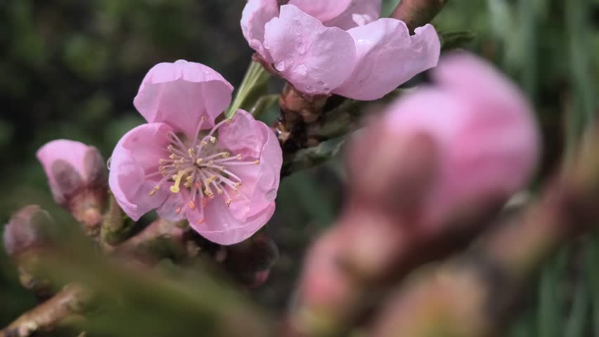 pink flowers on branches. tree blooms in spring with pink color. peach and nectarine blossoms. dwarf fruit tree.