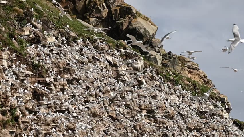 Slow motion pan from bird covered cliff to sea surface in Finnmark, Norway. Seabirds nest on rocks and fly through air in large numbers along arctic coast