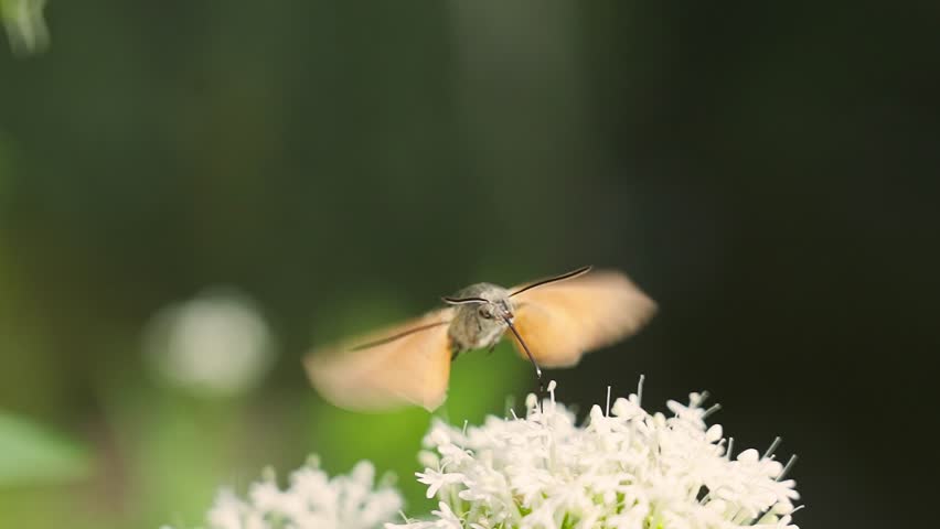 A Hummingbird Hawk-Moth hovers above a flower, searching for nectar. A captivating moment in nature, showcasing the beauty of this unique insect and its interaction with flowers. Beautiful insects