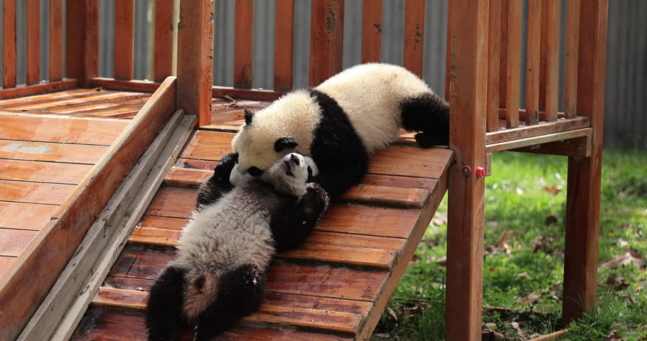 Baby giant pandas eating bamboo in the park