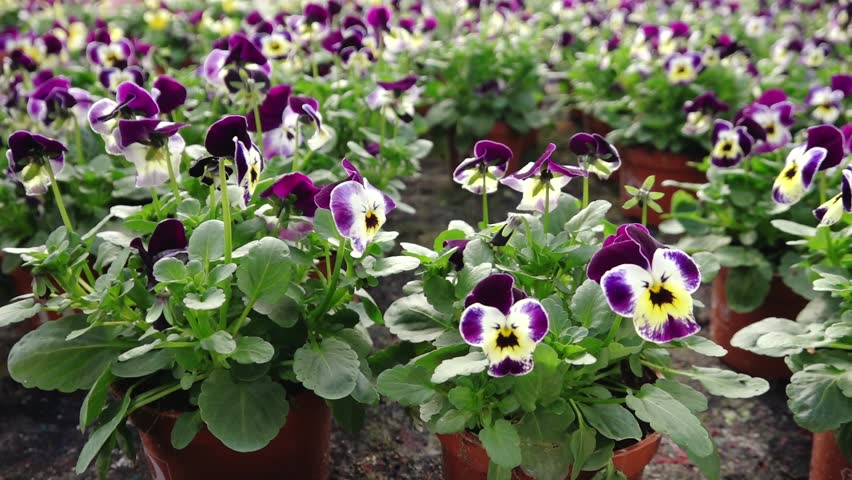 A person tends to rows of vibrant pansy flowers in shades of yellow, purple, and orange inside a well-lit greenhouse. Foreground is artistically blurred for depth.