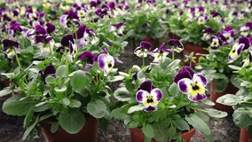 A person tends to rows of vibrant pansy flowers in shades of yellow, purple, and orange inside a well-lit greenhouse. Foreground is artistically blurred for depth. - Powered by Shutterstock - Get 15% off with code: PIKWIZARD15