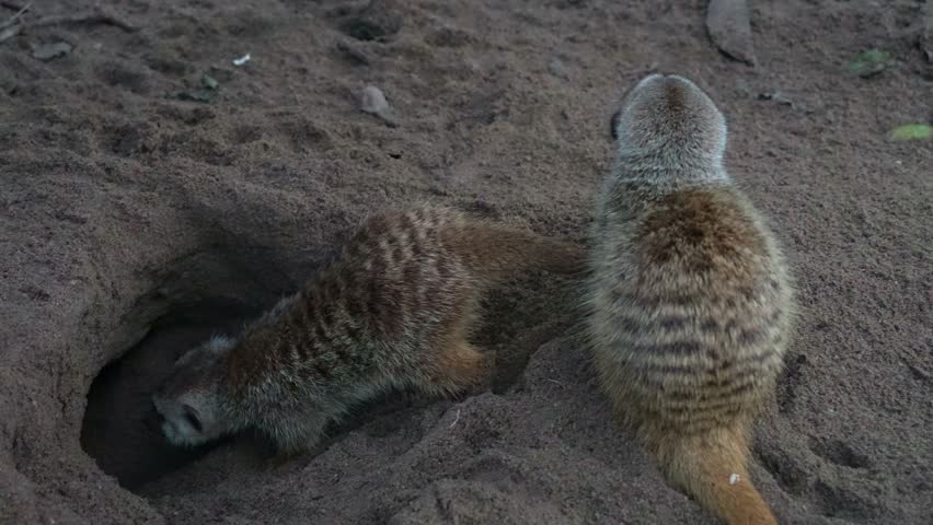 A meerkat (Suricata suricatta) retreats into its burrow and then emerges back at the surface, close up shot.