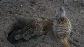 A meerkat (Suricata suricatta) retreats into its burrow and then emerges back at the surface, close up shot. - Powered by Shutterstock - Get 15% off with code: PIKWIZARD15