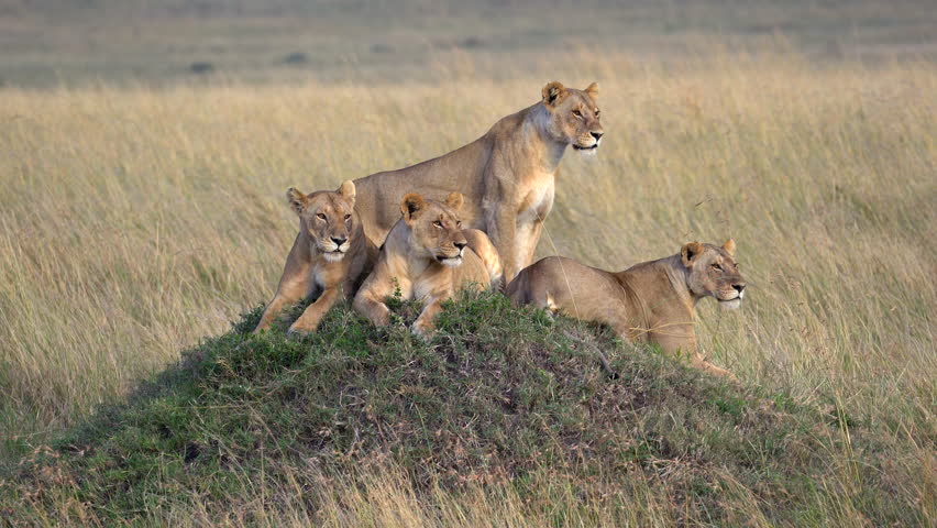 Lions Sitting on Old Termite Mound Scanning the Landscape - Masai Mara Kenya Africa