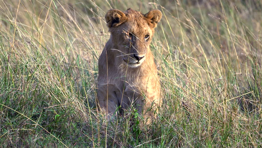 "Lion Cub Sitting in Tall Grass - Masai Mara Kenya Africa	"