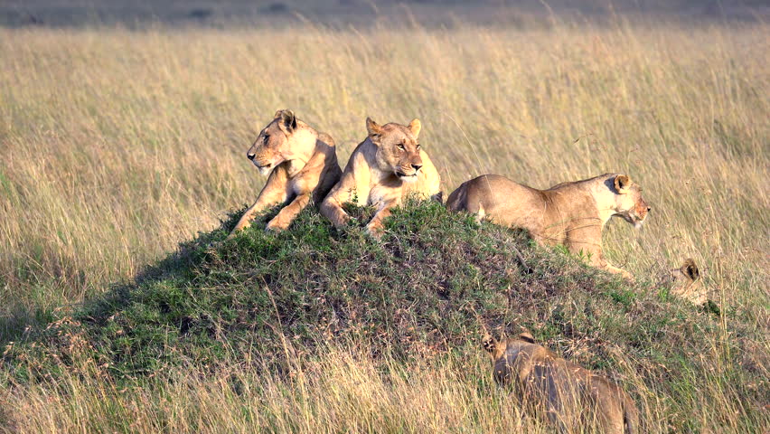 Lions Sitting on Old Termite Mound Scanning the Landscape - Masai Mara Kenya Africa