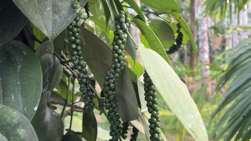 Black pepper plant with peppercorns. Handheld, close up