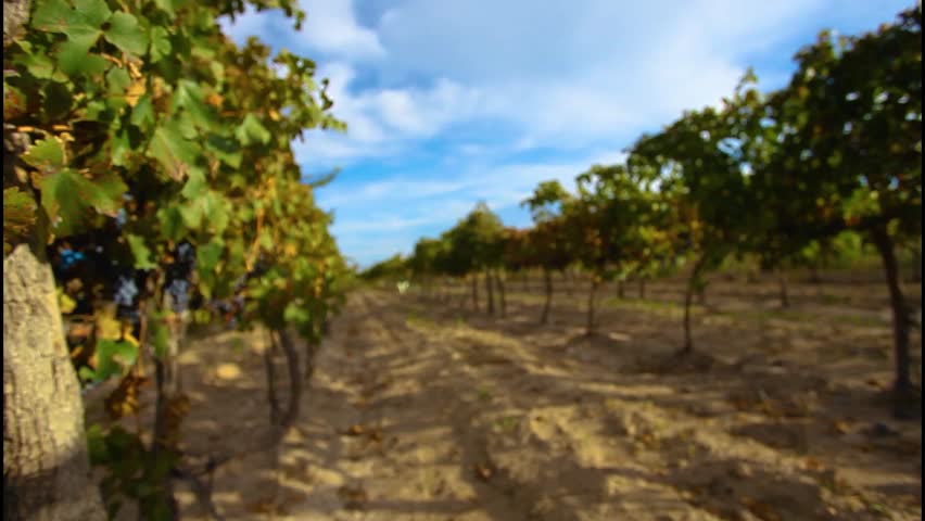 grape plantation for the production of red wine in Mendoza, Argentina