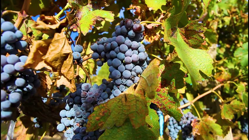 grape plantation for the production of red wine in Mendoza, Argentina