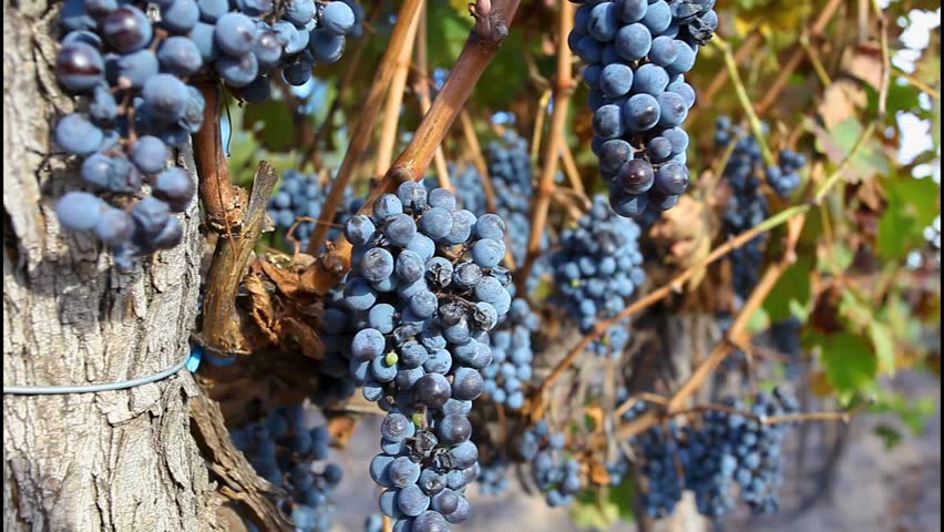 grape plantation for the production of red wine in Mendoza, Argentina