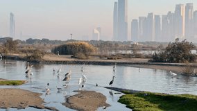 calm view of birds and wetlands at Ras Al Khor Wildlife Sanctuary in Dubai. The city skyline in the background highlights the mix of nature and urban life - Powered by Shutterstock - Get 15% off with code: PIKWIZARD15