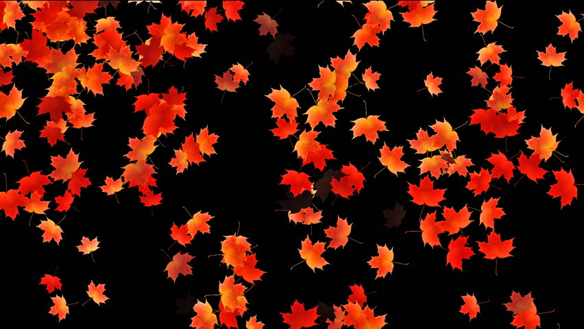 Maple leafs falling background, Alpha Channel