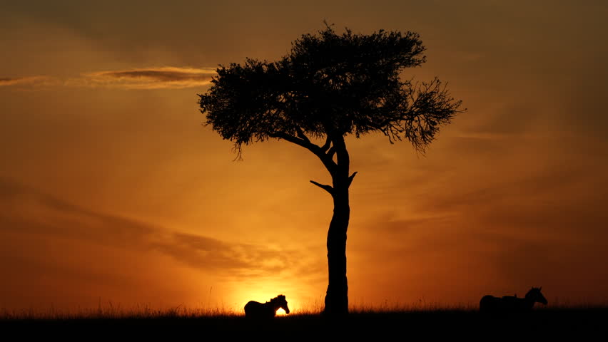 Scenic African Sunset with Zebra in the Distance - Masai Mara Kenya Africa