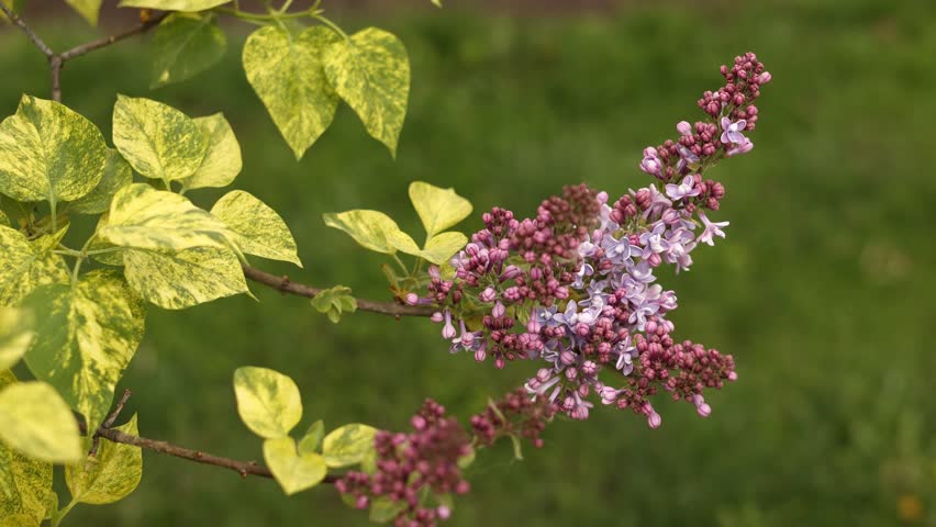 Beautiful branches of half-open purple lilac blooms swaying in the wind in the garden on spring day on green grass background. Charming violet blooming flowers with vibrant green leaves