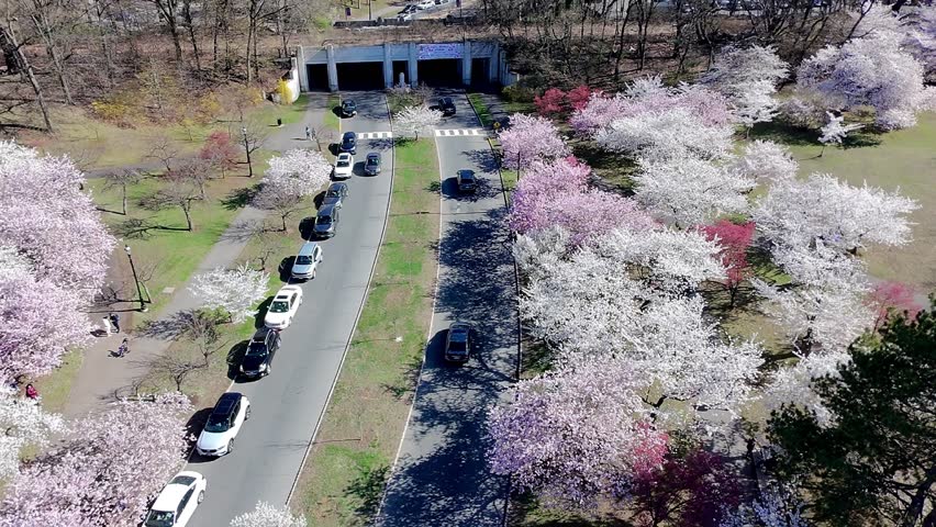 a aerial view of the Cherry Blossom Festival in Branch Brook Park Newark, New Jersey